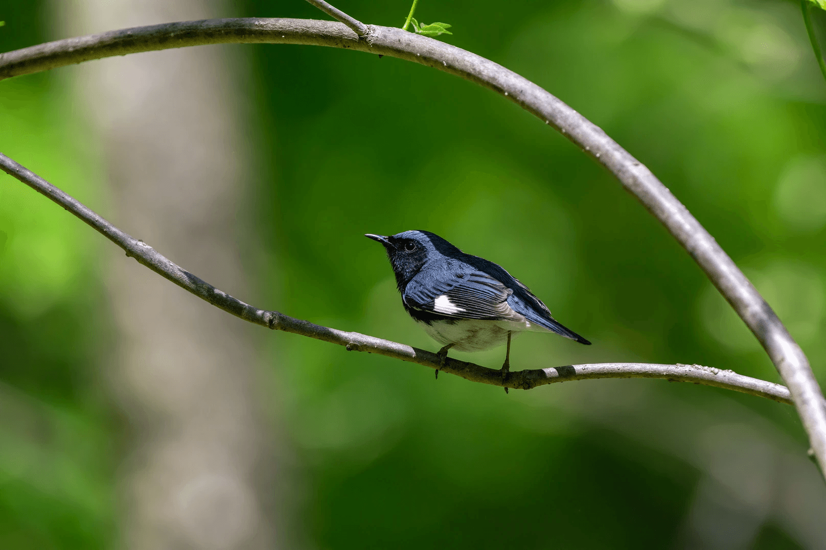 Aud_APA-2023_Black-throated-Blue-Warbler_A1_22562-1_Photo-Eric-Schertler.png