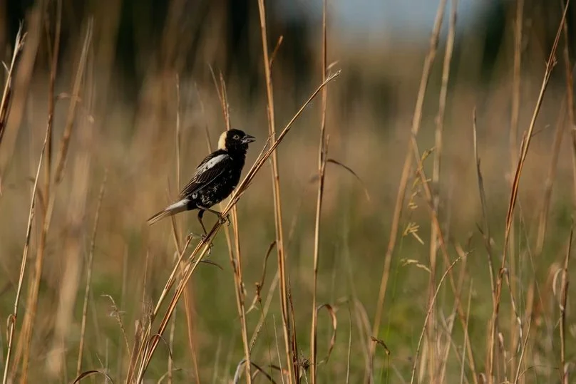 Aud_Bobolink_240501-28_Photo-Brady-Karg.jpg