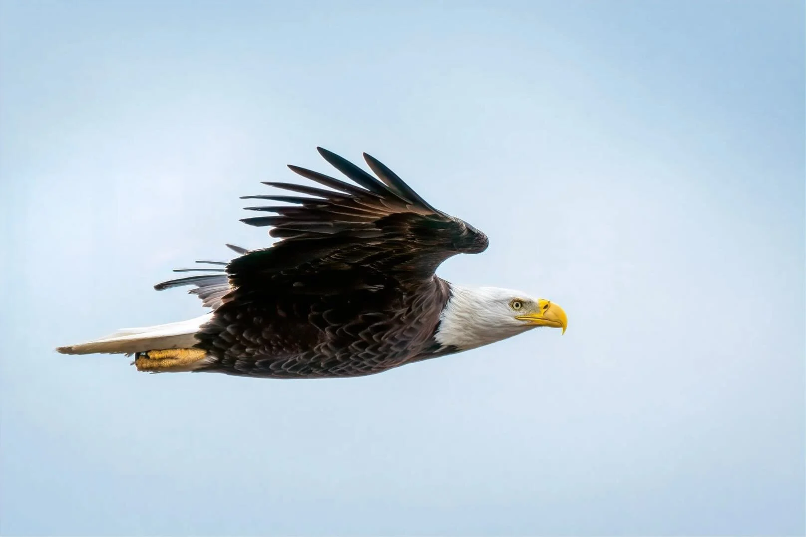 Aud_APA-2021_Bald-Eagle_A1_13055-2_TS_Photo-Sebastian-Tongson.jpeg