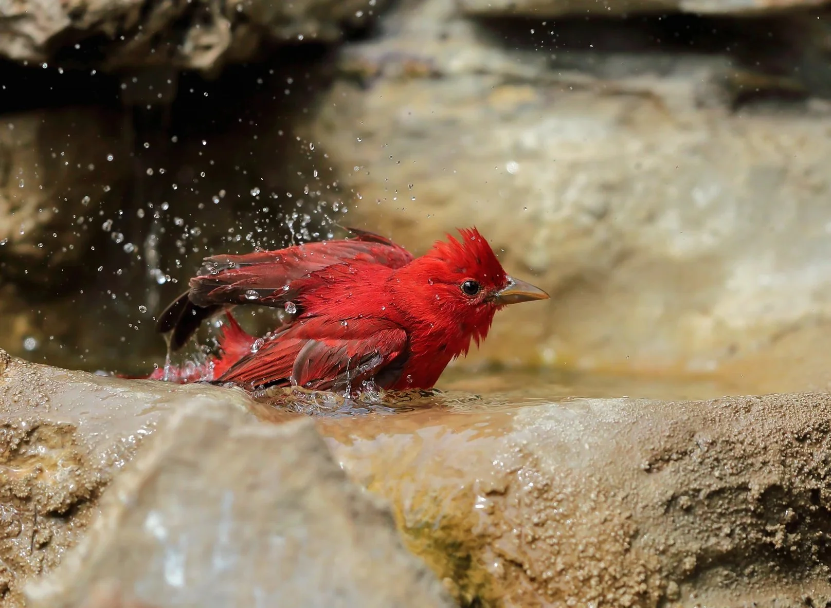 Aud_APA-2020_Summer-Tanager_A1-11305-1_TS_Photo-Danny-Hancock.jpg