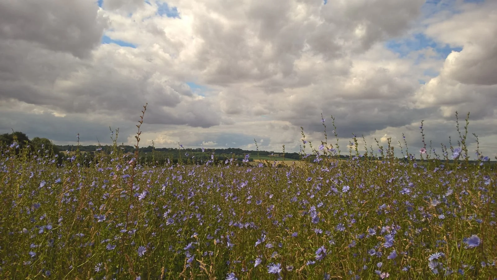 IMG-20180731-WA0005.jpg