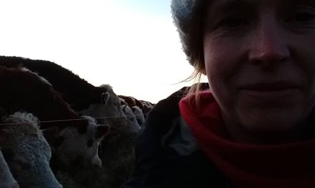 Feeding my beautiful cows at dusk. I've realised that I need to become a little more visible if I'm going to succeed in my resolution to be seen equally as a joint partner in our farm venture. Too many &quot;Matt's cows&quot; and &quot;Matt's farm&qu