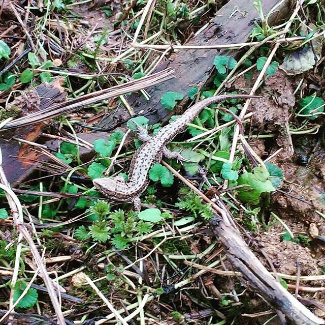 #Lizard on a slightly chilly January morning. Anyone know why it might have been out and about? I guess the cattle may have disturbed it's hibernating spot? I tried to warm it a little in my hands then placed it in a nook on a south facing patch of s