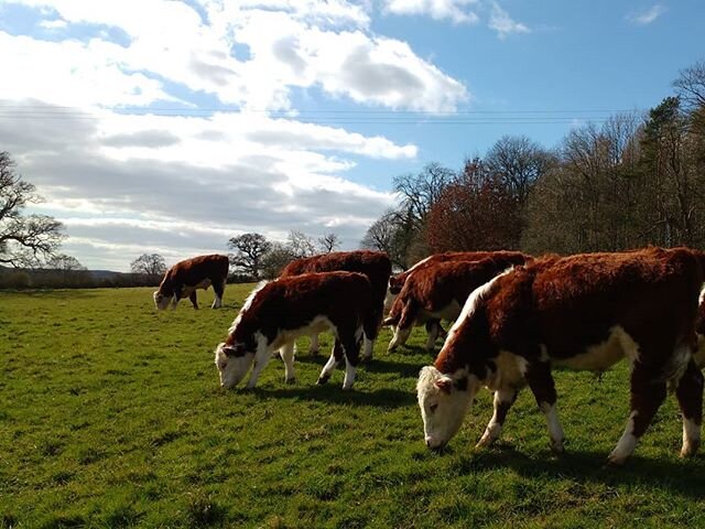 Didn't think we'd be getting into our parkland fields for months, but then it started drying up. These are our calves from the last 2 years, happily grazing in the sunshine today. We don't live on site at our farm so we are making as many excuses to 