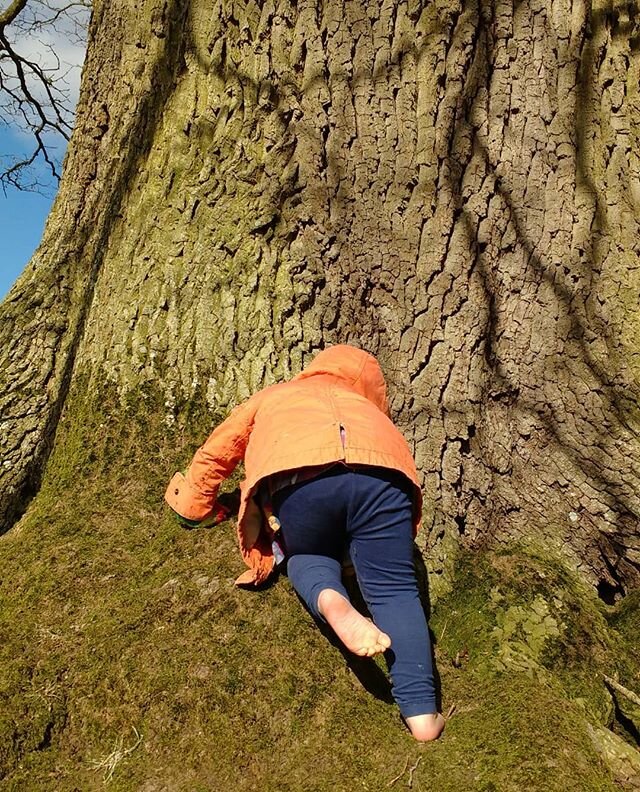 &quot;I need my socks off&quot;. 2 year old tree climber in the parkland on the most beautiful old oak this afternoon.
.
.
.
#treesonfarms #treeclimbing #farmtots #farmlife #oak #barefoot #toddler #youngandold #parkland #cotswolds #gloucestershire #s