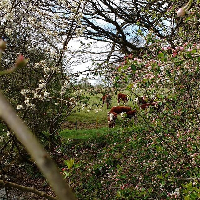 Hello there 👋
.
.
.
.
.
#blossom #blossomsout #treesonfarms #mobgrazing #mobinthepark #themobsayshello #pasturefed #pastureforlife #grassfed #spring #cotswolds #sherborneestate #nationaltrust #gloucestershire #naturefriendly #farmingforthefuture
