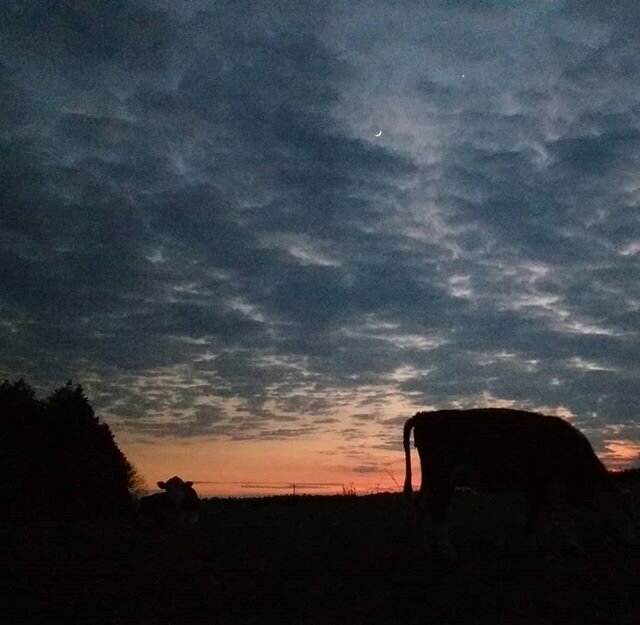 Beautiful evening checking for calving cows
.
.
#calving2020 #farm247 #moon #sunset #farmlife #herefords #themob #silhouette #gloucestershire #cotswolds #sherborneestate #nationaltrust