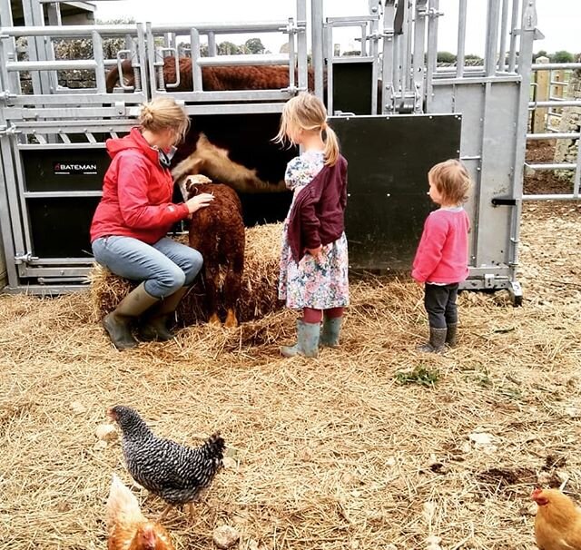 The whole family getting involved to help our newest arrival get his first colostrum. He had a bit of a difficult birth and needed help to have his first feed but a few hours later was helping himself. 24 hours later, he was skipping around the yard!