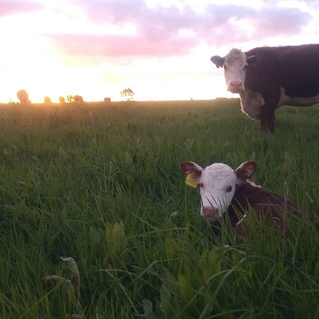 Evening all. Nothing like a bit of fencing to finish the day during sunset. This is our last calf of the season - a beautiful heifer calf (who needs a name incidentally...) with her fabulous mum. .
.
.
.
.
#calvingseason #calving2020 #calvesofinstagr
