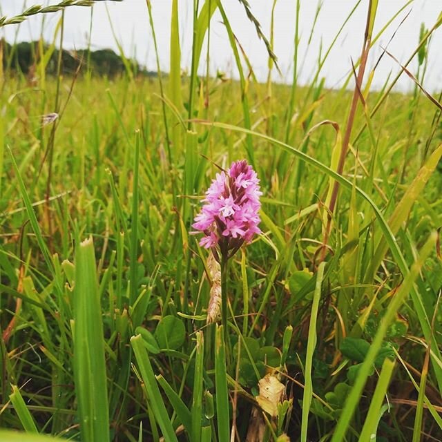 We were more than a little bit excited to find this little pyramidal orchid in our herbal ley yesterday. It's one of the clearest signs to us that we are doing the right thing with our grazing and we're on the right track. I'll try and explain.
.
.
S