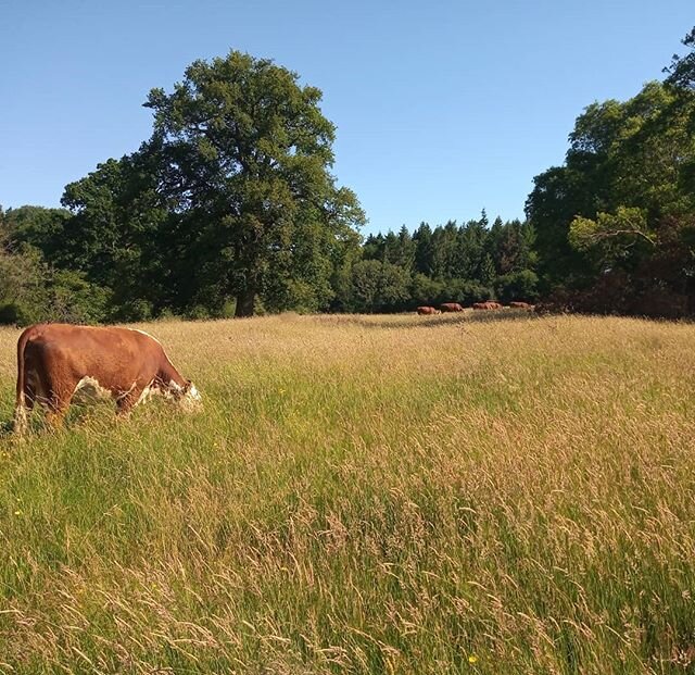 In the wrong paddock!
.
.
.
#mobgrazing #pasturefed #pastureforlife #parkland #sherborneestate #nationaltrust #gloucestershire #cotswolds #happyherefords #herefordcattle #naturefriendly #farmingfornature