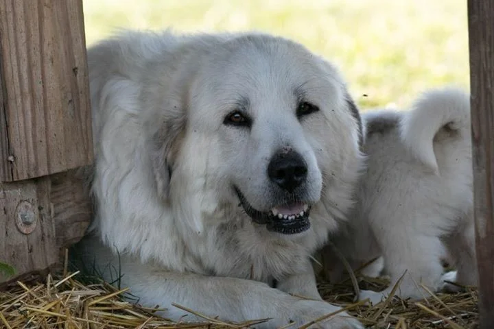Timber is a 6 year old Great Pyrenees we purchased from another hair sheep farmer who was downsizing their flock and thus downsizing their livestock guardian numbers. She is a reserved lady, but friendly and loving as a mother and a guardian of her …
