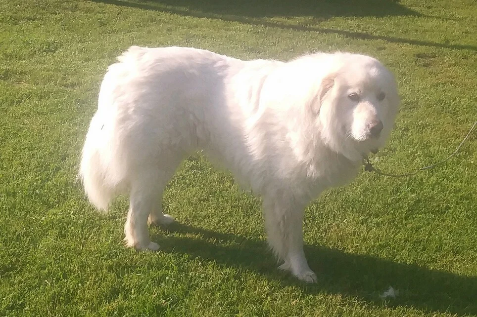 Max is a 3 year old Great Pyrenees living with long-time homesteaders and friends of our family. He is a friendly giant and a nice complement for Timber’s more reserved nature. On his farm are chickens, horses, cattle (sometimes), and grandkids!