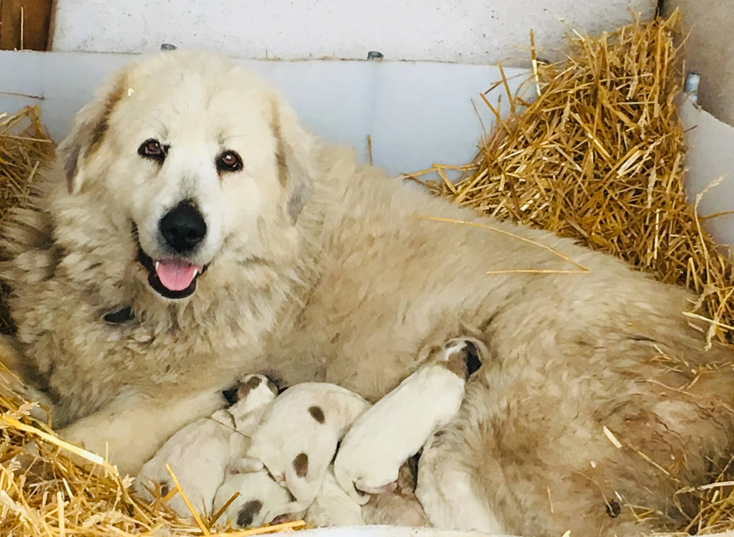 Timber's 2019 litter at 0 days old!