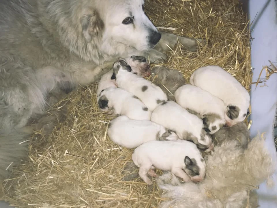 A few days old