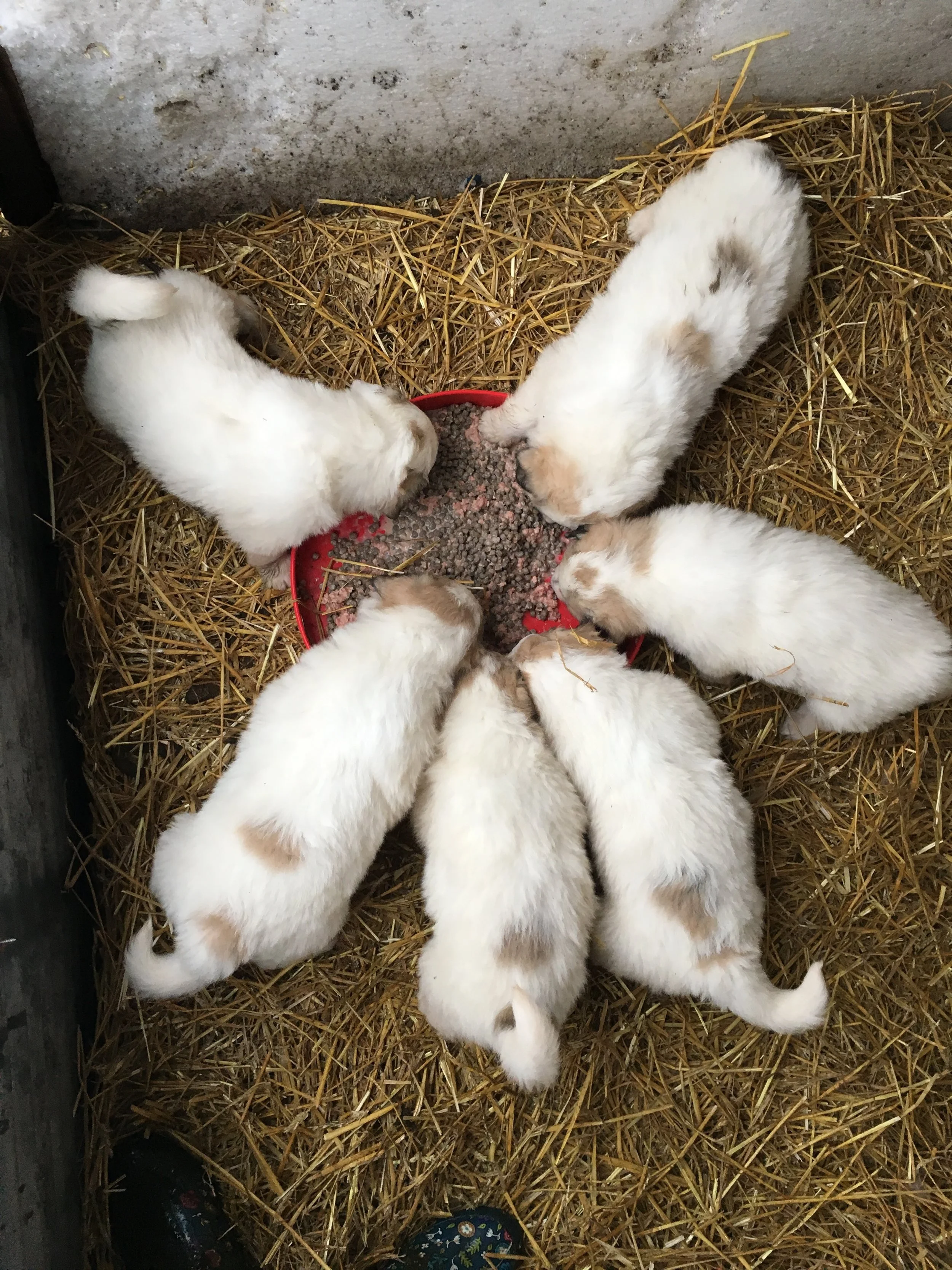30 days old