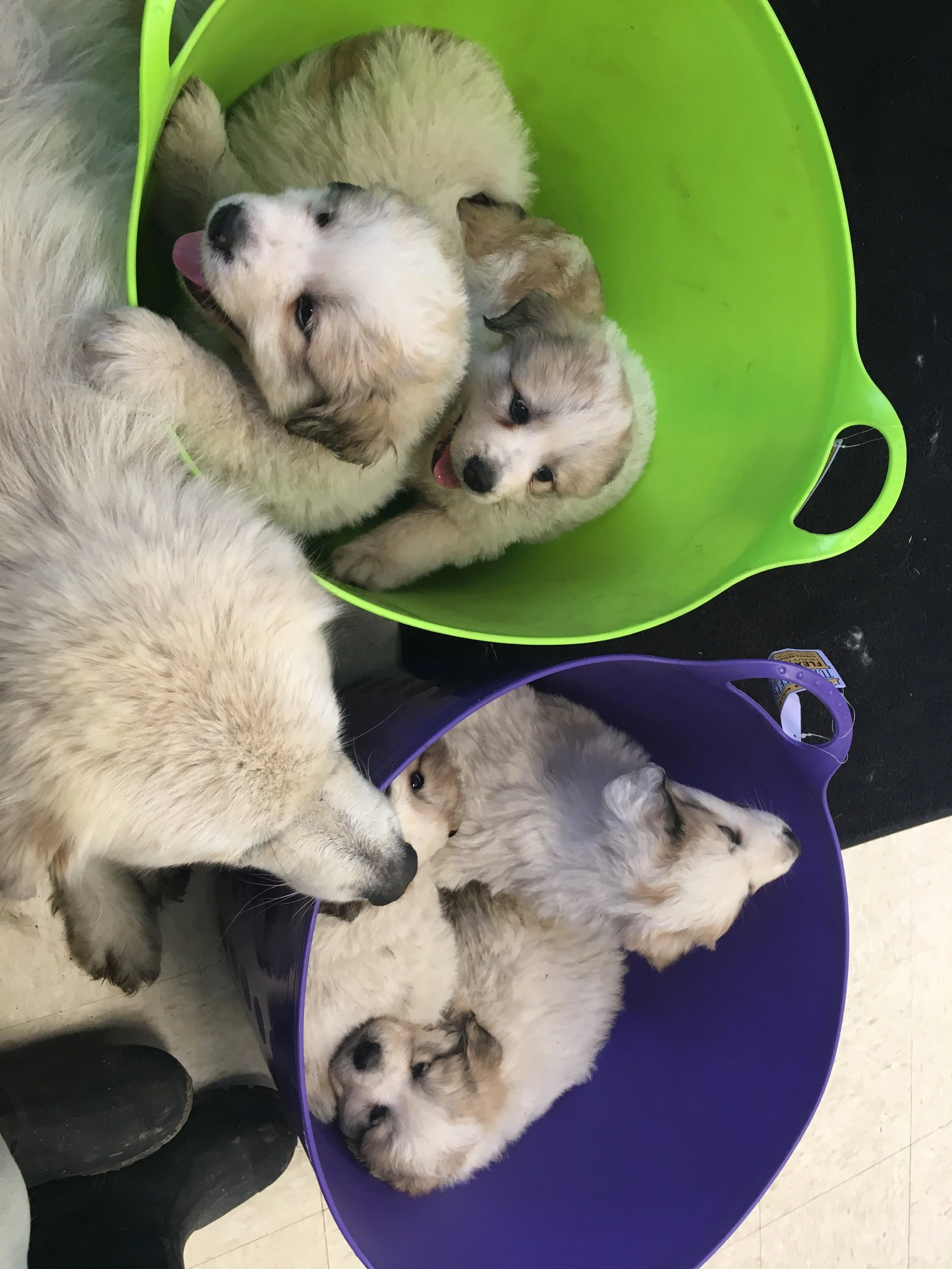 At 6 weeks