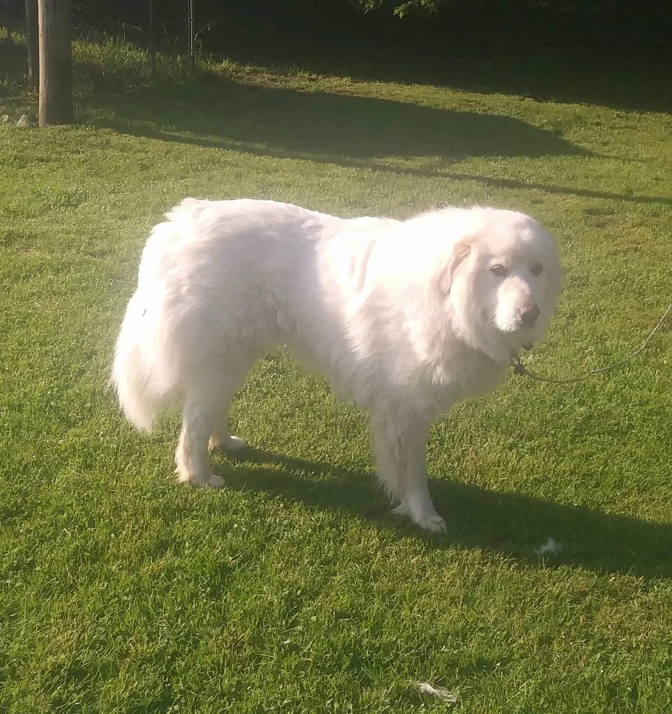 Sire - Max