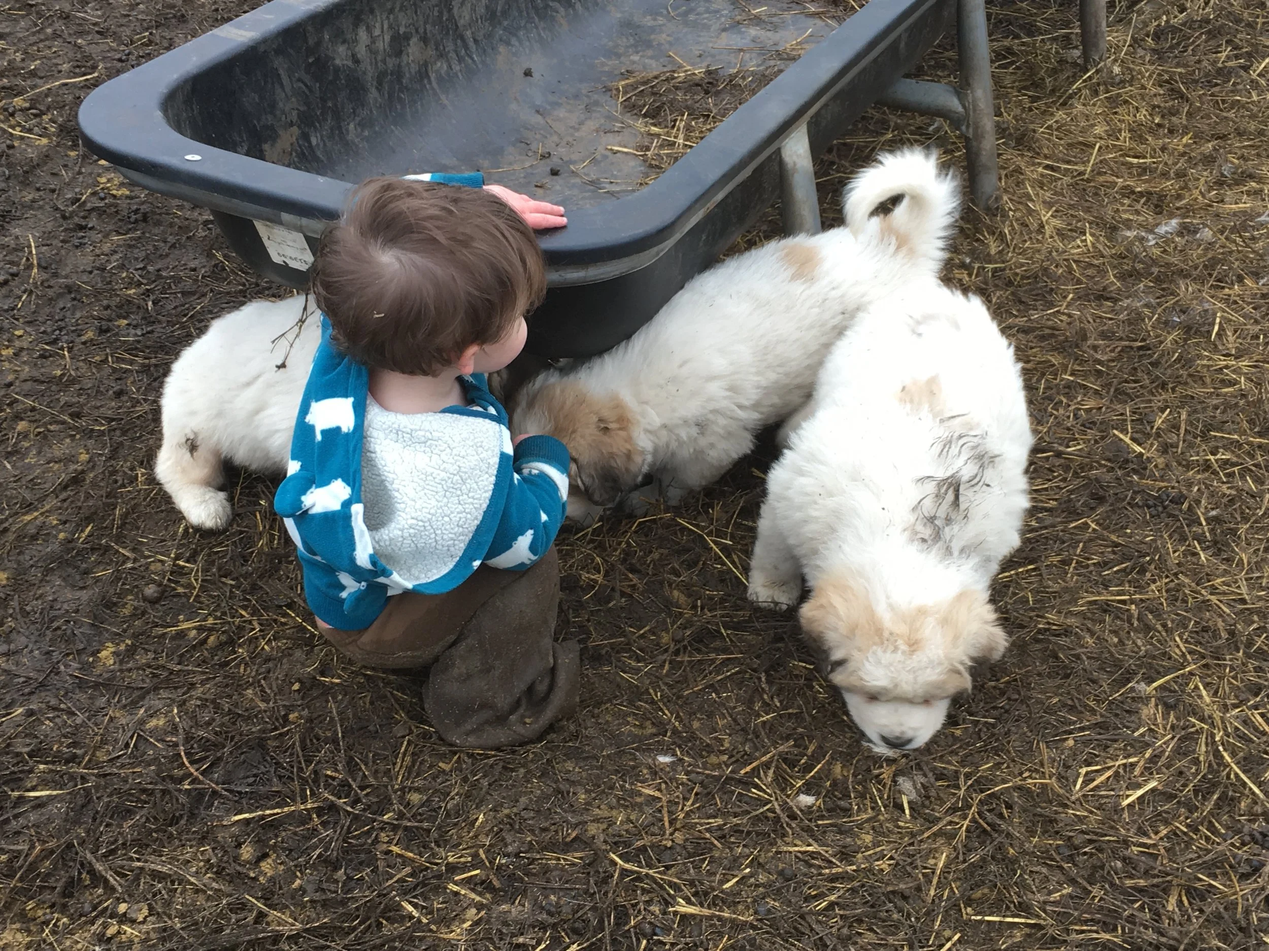 Friendly and toddler safe!