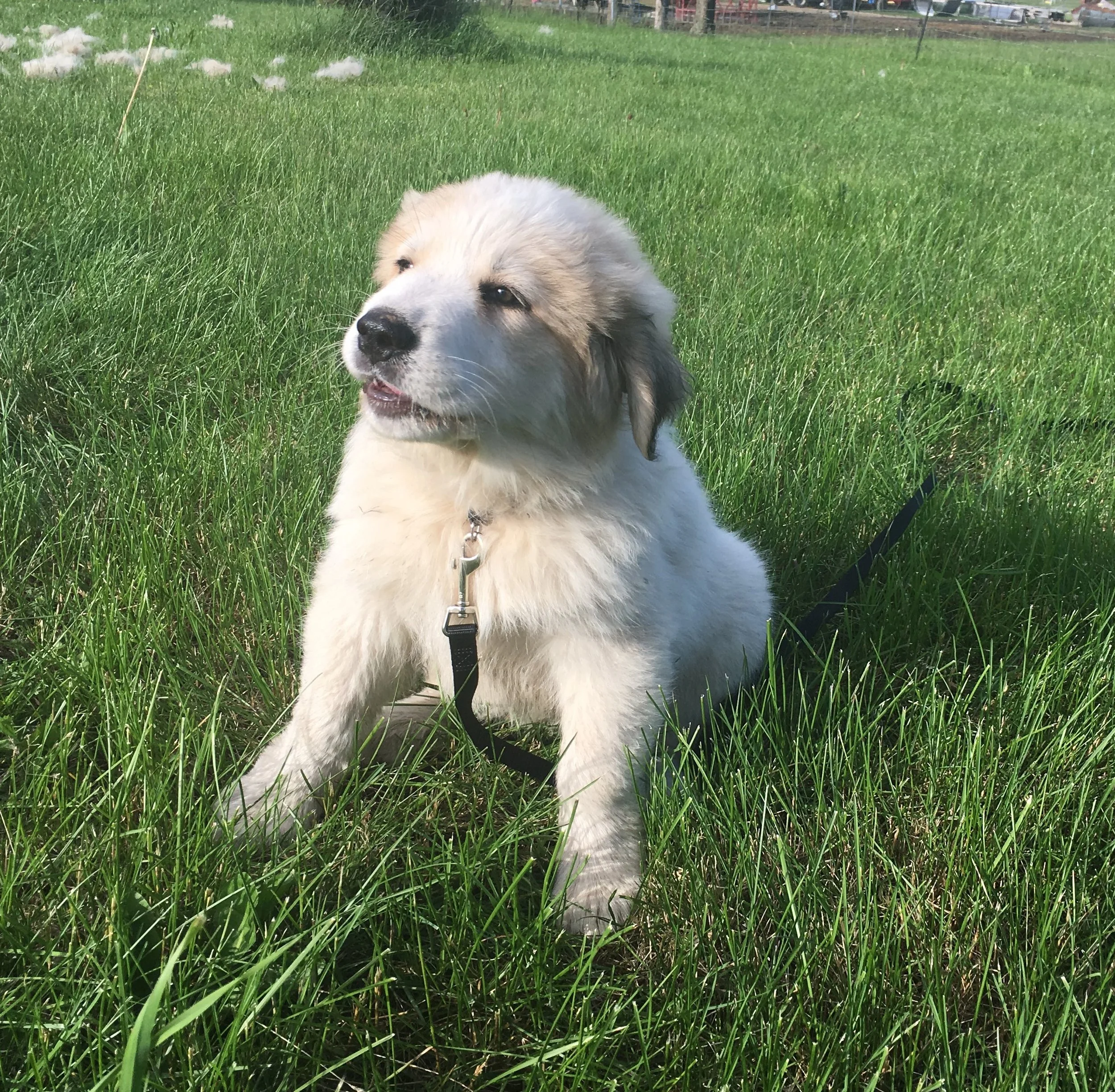 SOLD - living it up in MassachusettsBlack collar - male - est. adult weight of 120 to 130 lbsVolhard results: Social Attraction: 3; Following: 6; Restraint: 2; Social Dominance: 3; Elevation Dominance: 4; Retrieving: 2; Touch Sensitivity: 3; Sound S…
