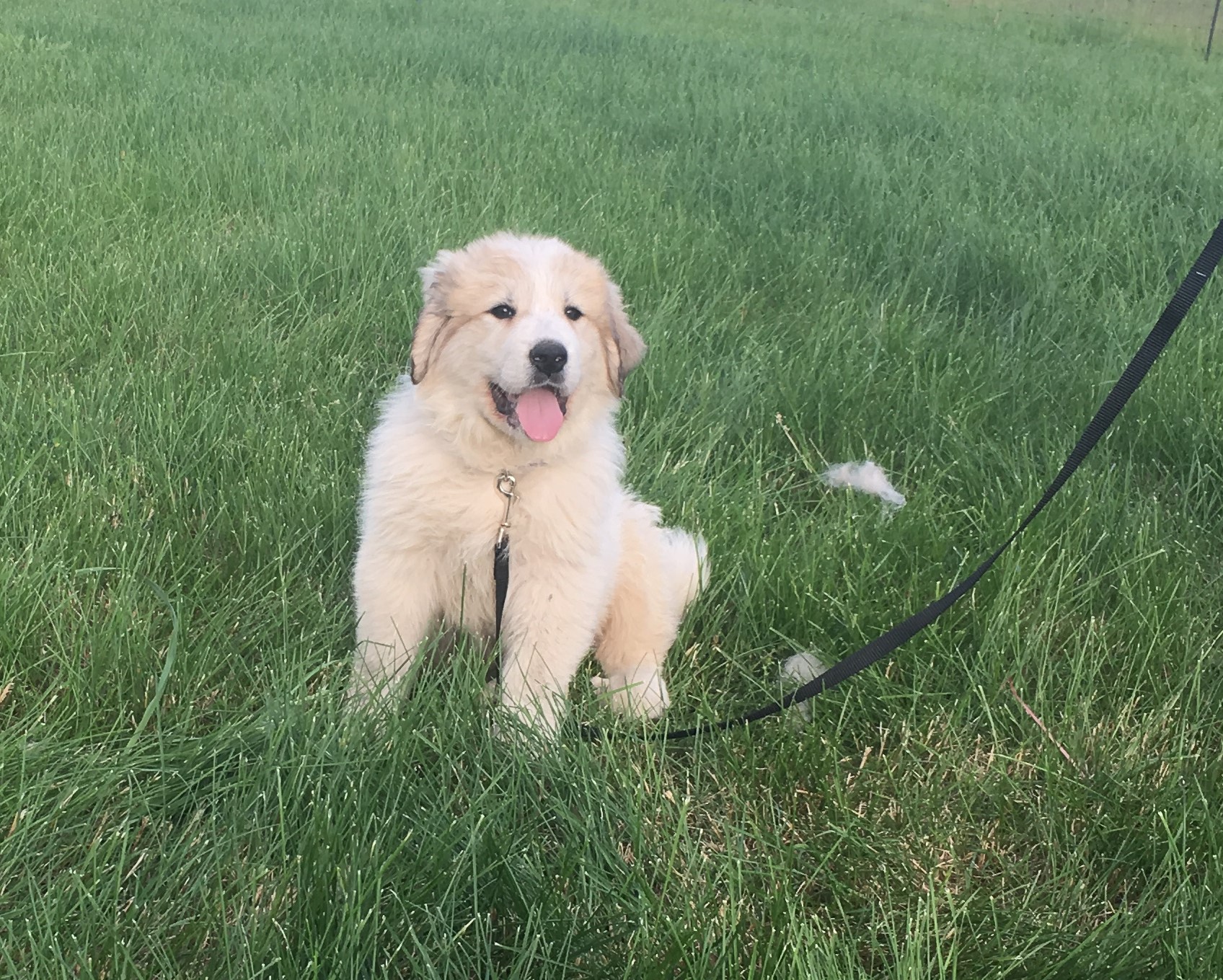 SOLD - living it up in OhioBlue collar - male - est. adult weight of 100 to 110 lbsVolhard results: Social Attraction: 3; Following: 3; Restraint: 2; Social Dominance: 2; Elevation Dominance: 4; Retrieving: 2; Touch Sensitivity: 6; Sound Sensitivity…