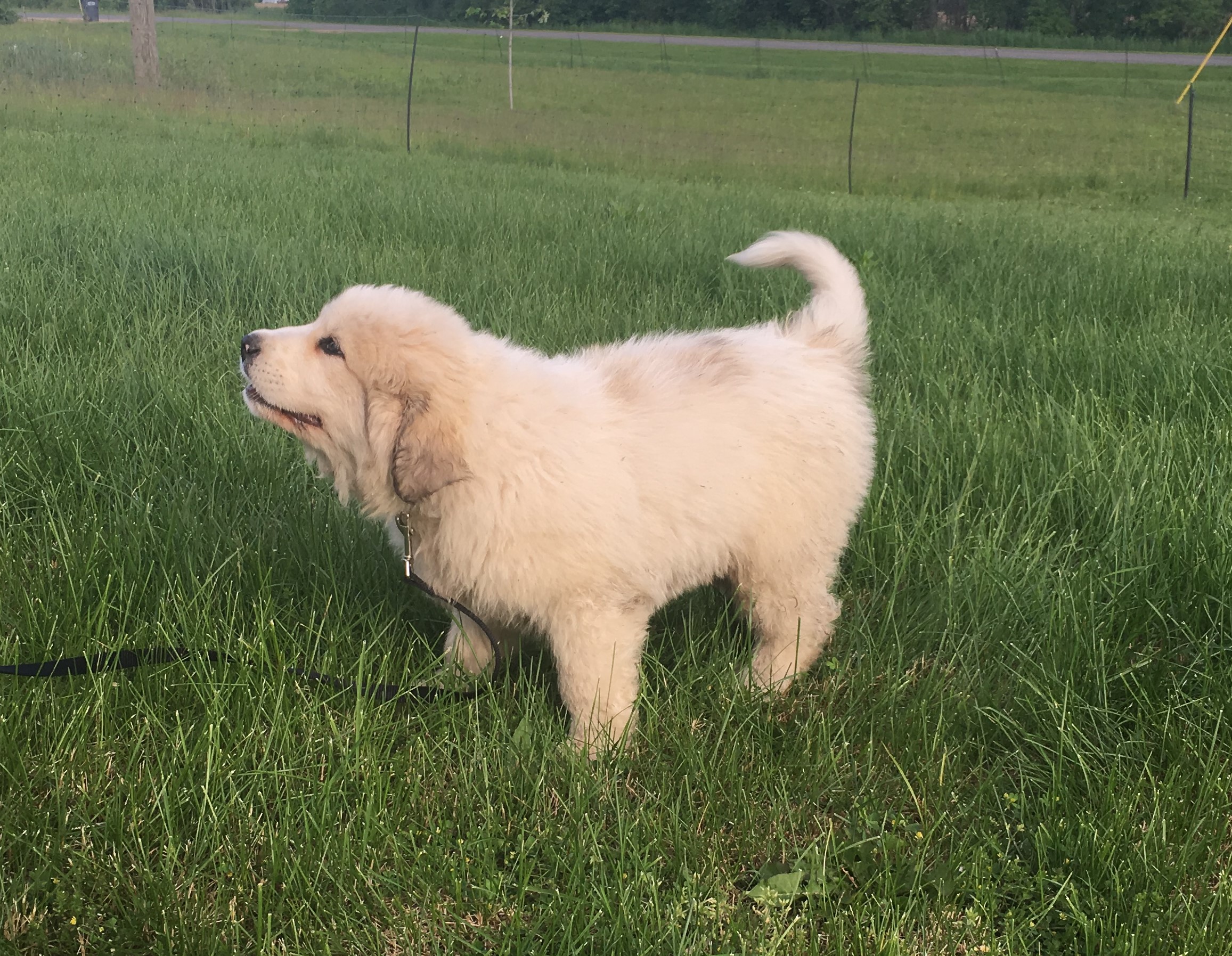 SOLD - living it up in MissouriRed collar - male - est. adult weight of 120 to 130 lbsVolhard results: Social Attraction: 2; Following: 2; Restraint: 3; Social Dominance: 4; Elevation Dominance: 4; Retrieving: 6; Touch Sensitivity: 3; Sound Sensitiv…