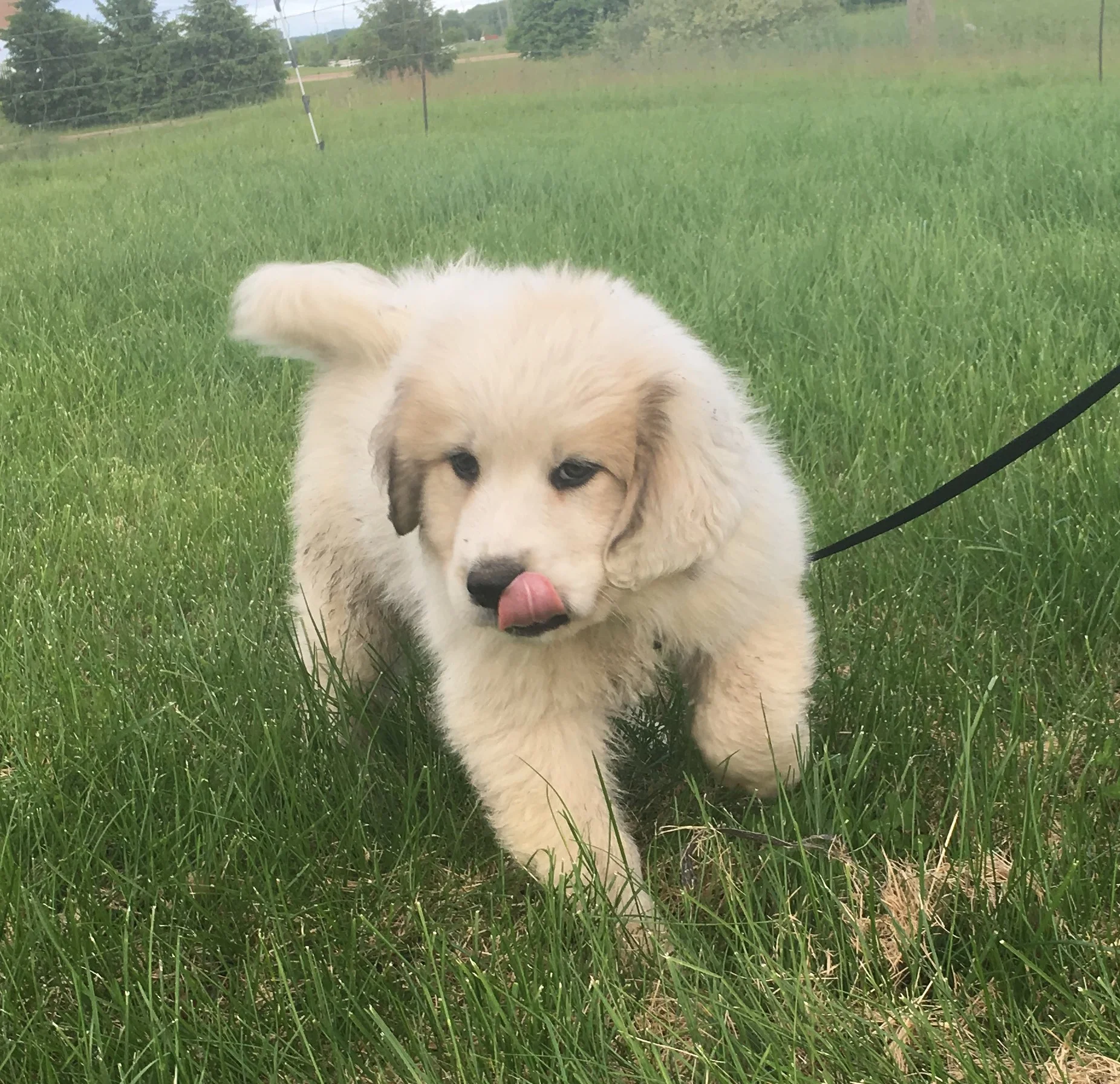SOLD - living it up in MichiganYellow collar - male - est. adult weight of 85 to 95 lbsVolhard results: Social Attraction: 3; Following: 2; Restraint: 4; Social Dominance: 3; Elevation Dominance: 4; Retrieving: 2; Touch Sensitivity: 1; Sound Sensiti…