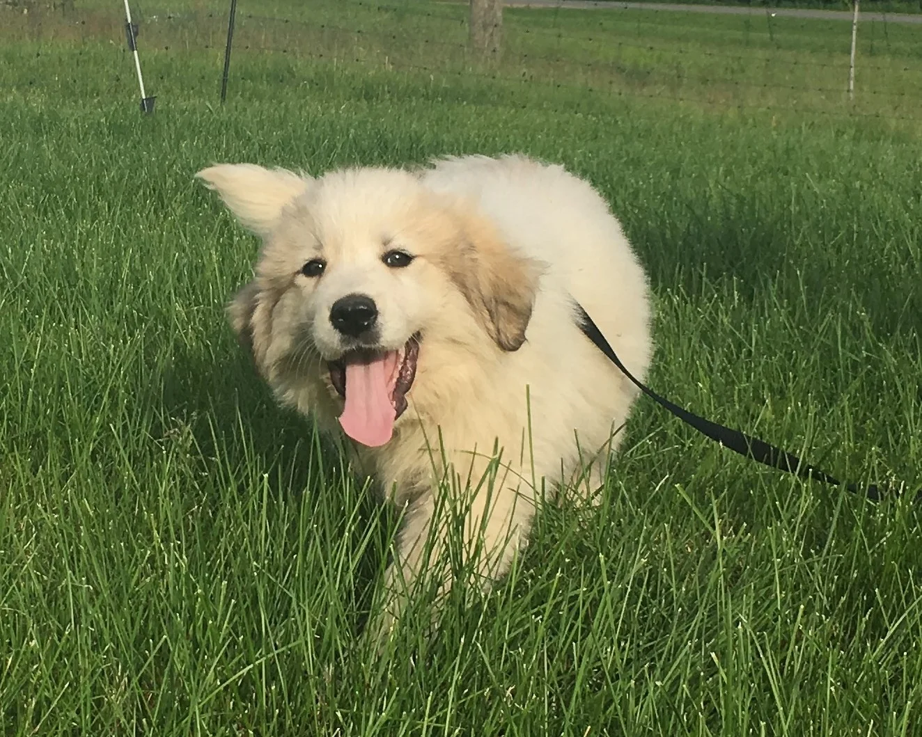 SOLD - living it up in MichiganGreen collar - female - est. adult weight of 80 to 90 lbsVolhard results: Social Attraction: 2; Following: 6; Restraint: 5; Social Dominance: 3; Elevation Dominance: 4; Retrieving: 6; Touch Sensitivity: 5; Sound Sensit…