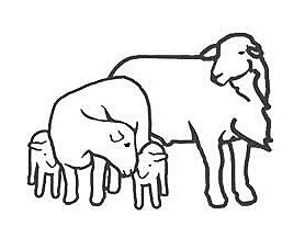 Katahdin Sheep - MAD-KETTLE FARM - KATAHDIN SHEEP AND DEXTER CATTLE