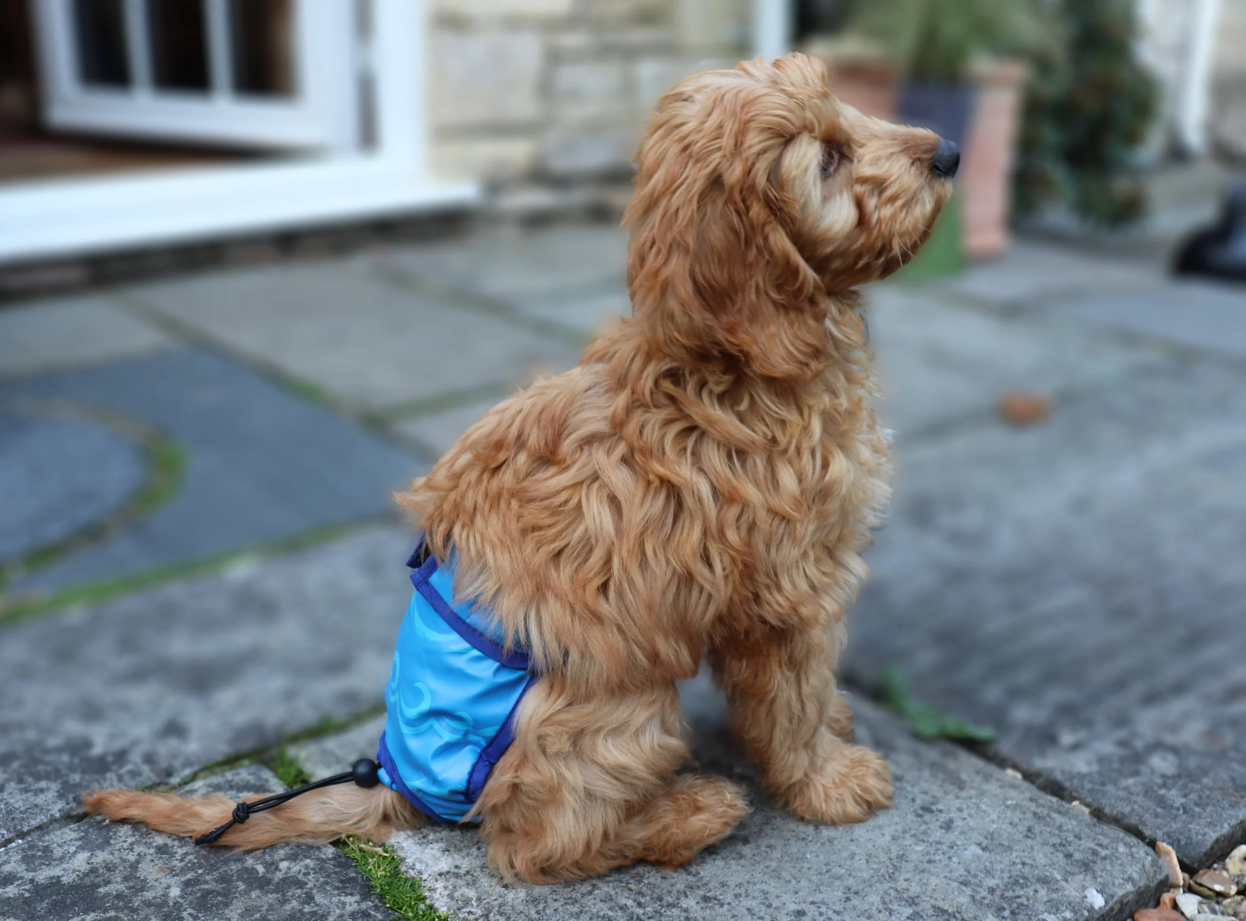 puppy nappies uk