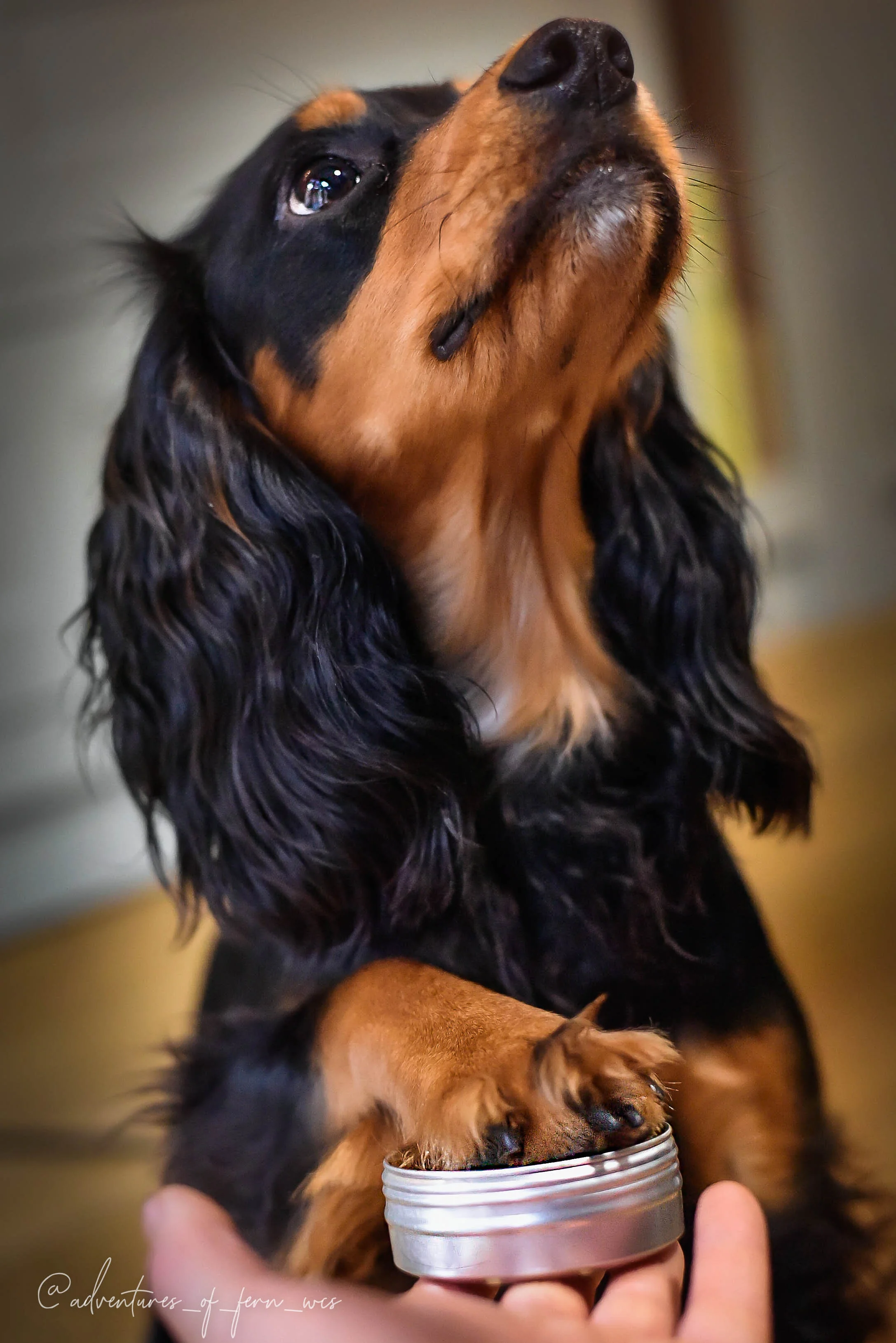 homemade balm for dogs paws