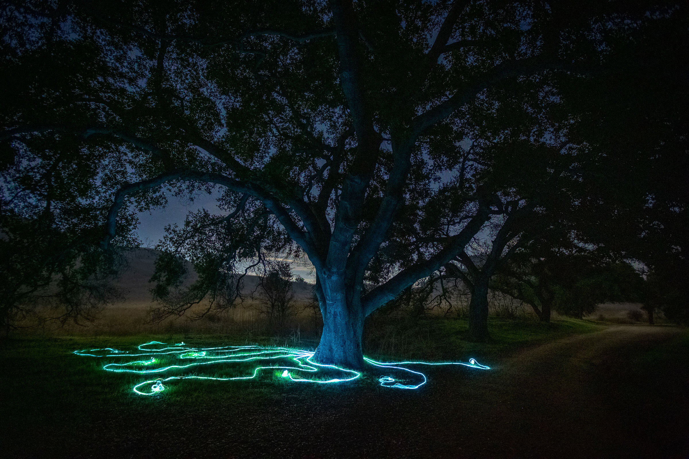 hyphae-annie-mitchell-malibu-creek_5.jpg
