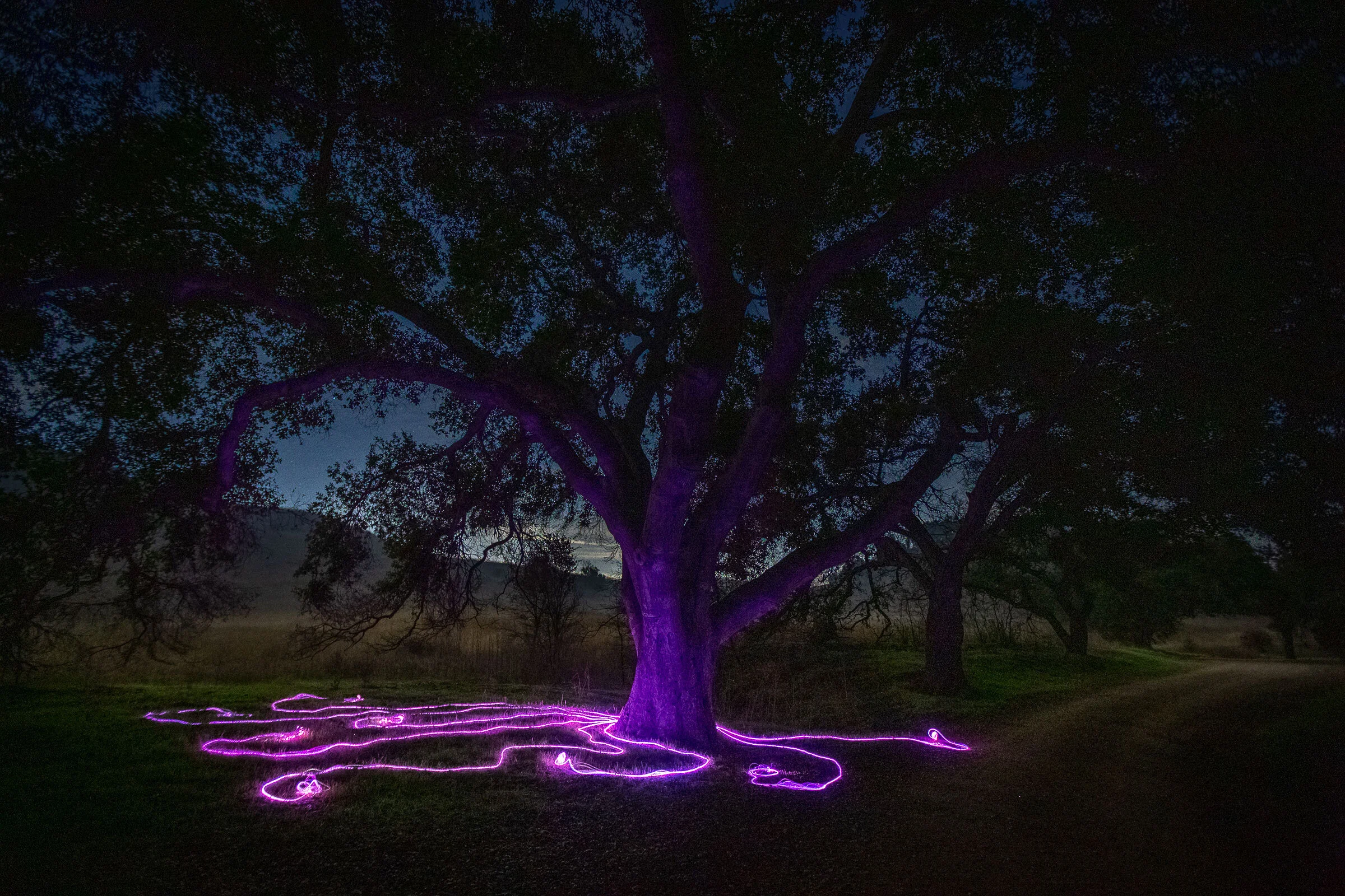 hyphae-annie-mitchell-malibu-creek_7.jpg
