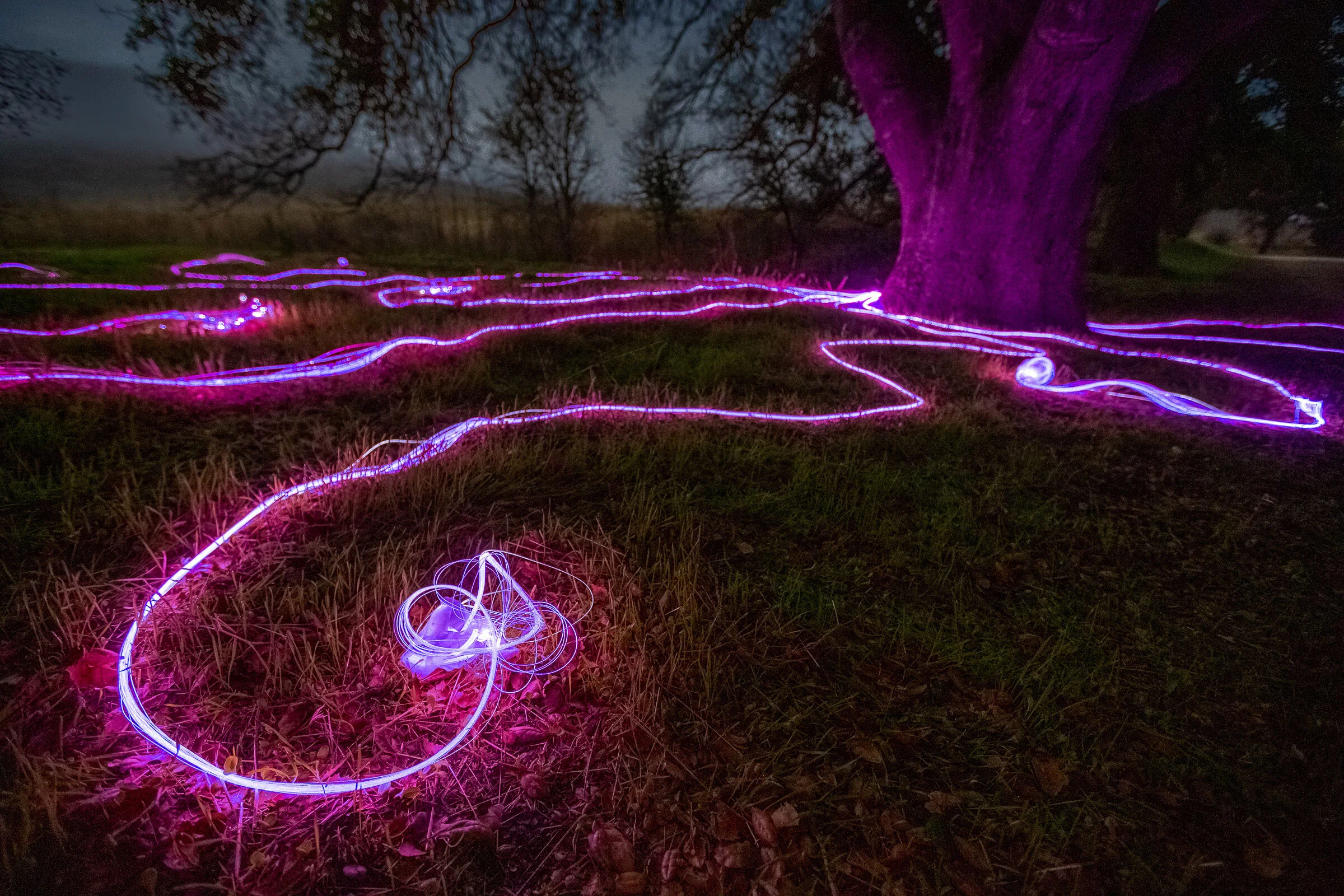 hyphae-annie-mitchell-malibu-creek_11.jpg