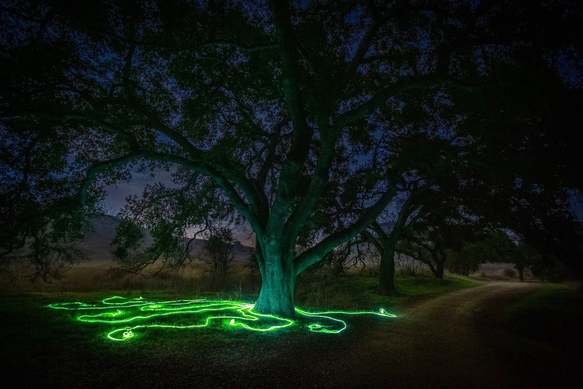 hyphae-annie-mitchell-malibu-creek.jpg