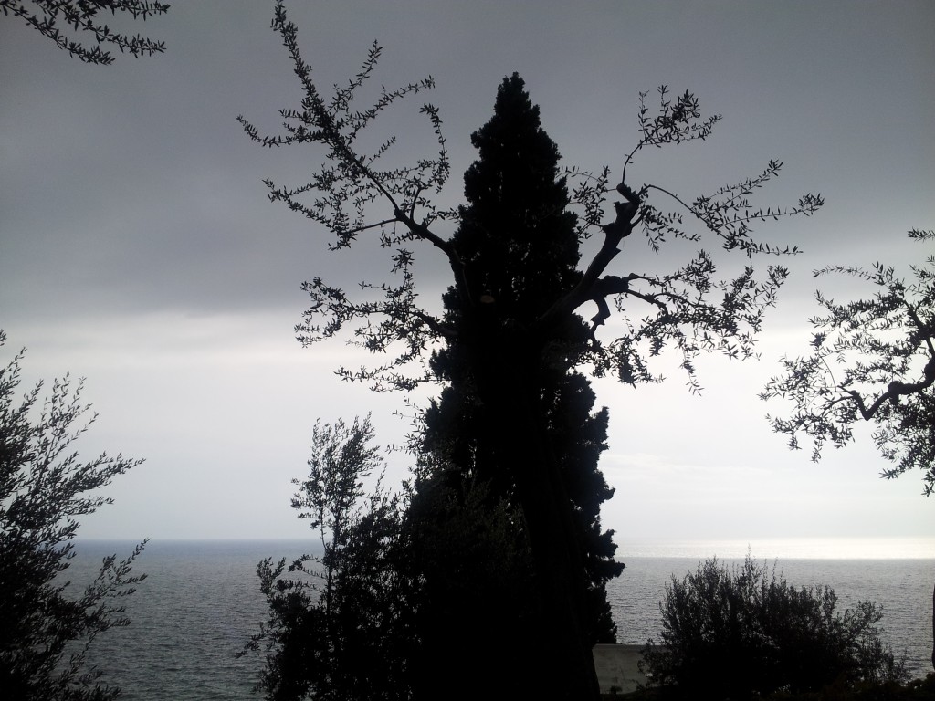 trees