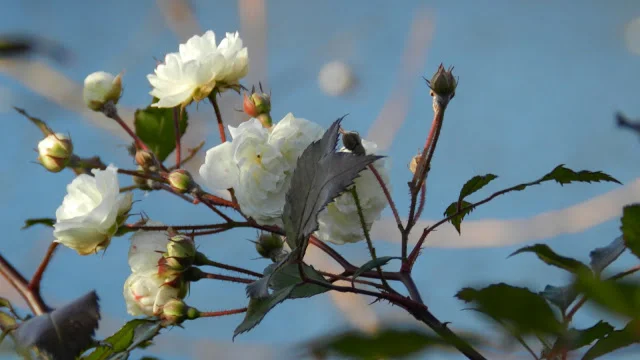 White Blossoms.JPG