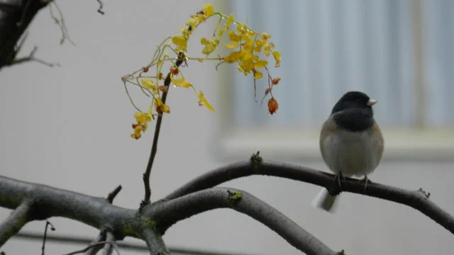 Bird on Branch.JPG