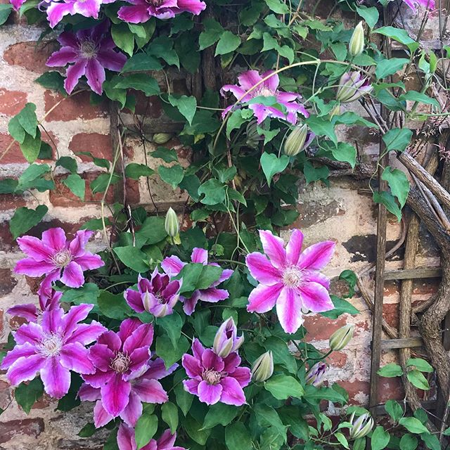 Beauty in my garden. Nature certainly isn&rsquo;t afraid of bold colour. Happy Wednesday. #cottagegarden #colour #purple #pink #nature #rachelkelseydesign