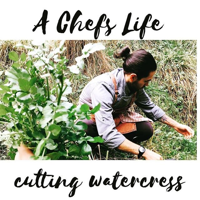 Our Head Chef foraging for wild watercress growing around a fresh water spring #watercress #starnaud #alpinelodgenelsonlakes