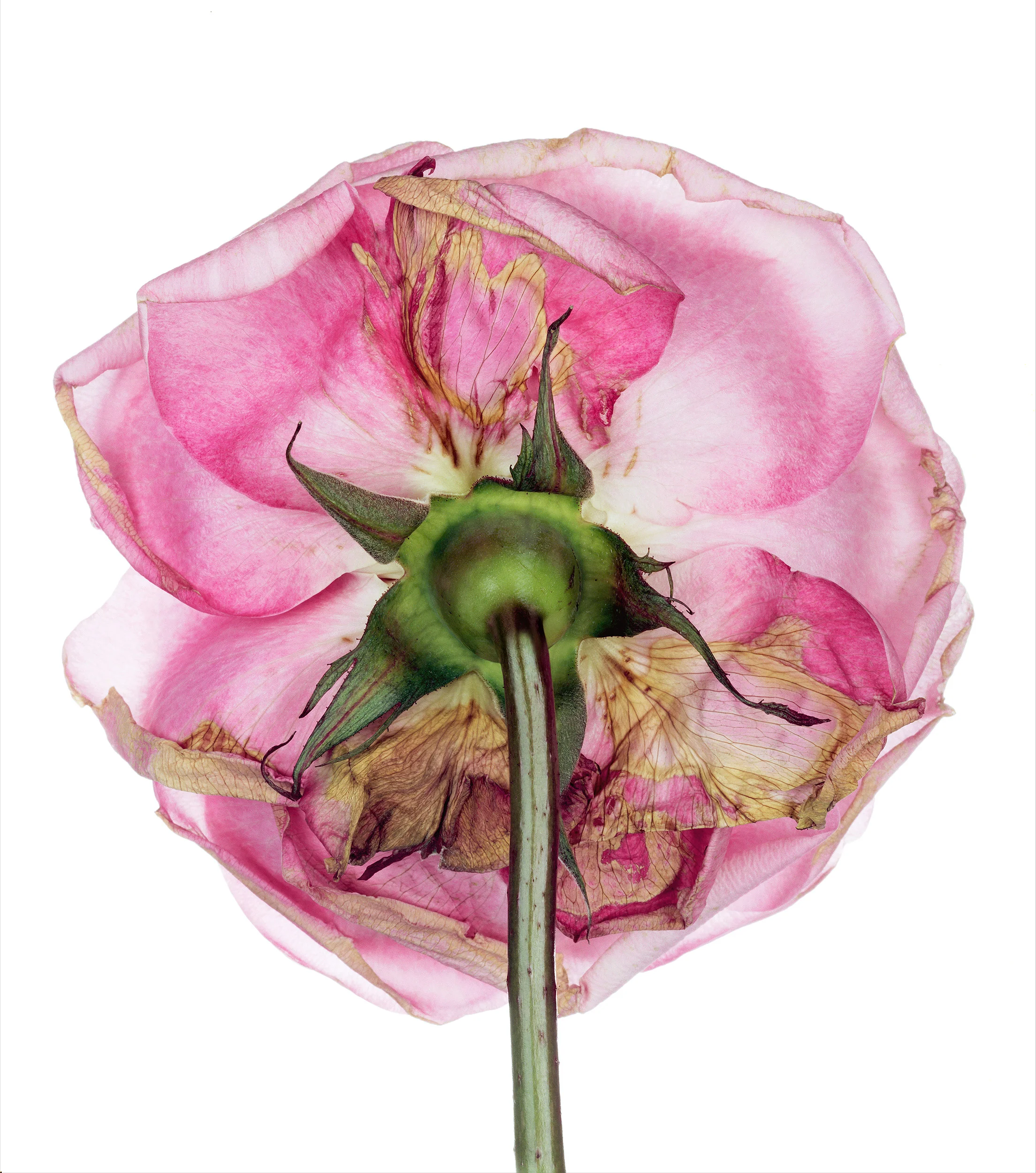pink_rose_rear_view.jpg
