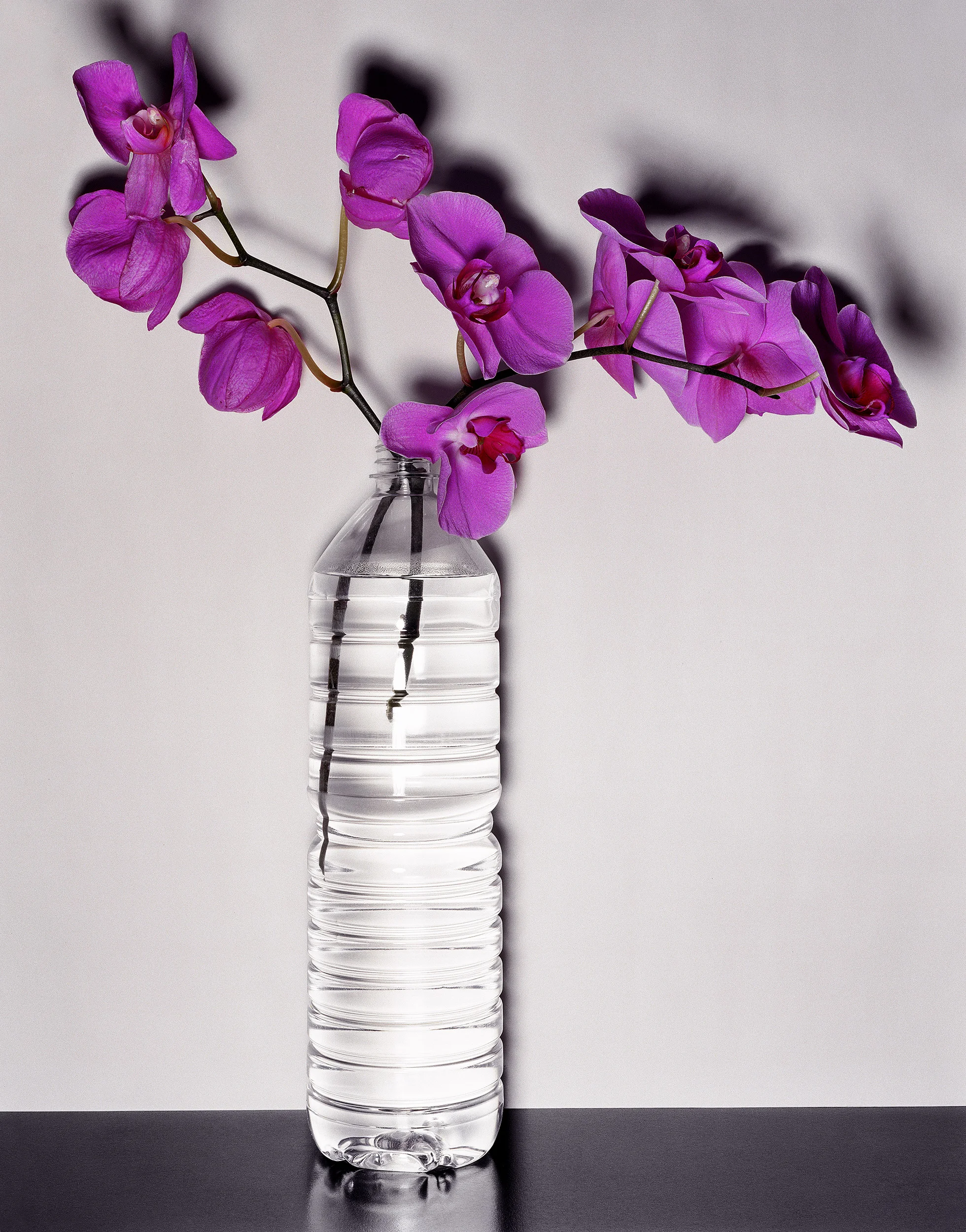 purple_orchids.jpg