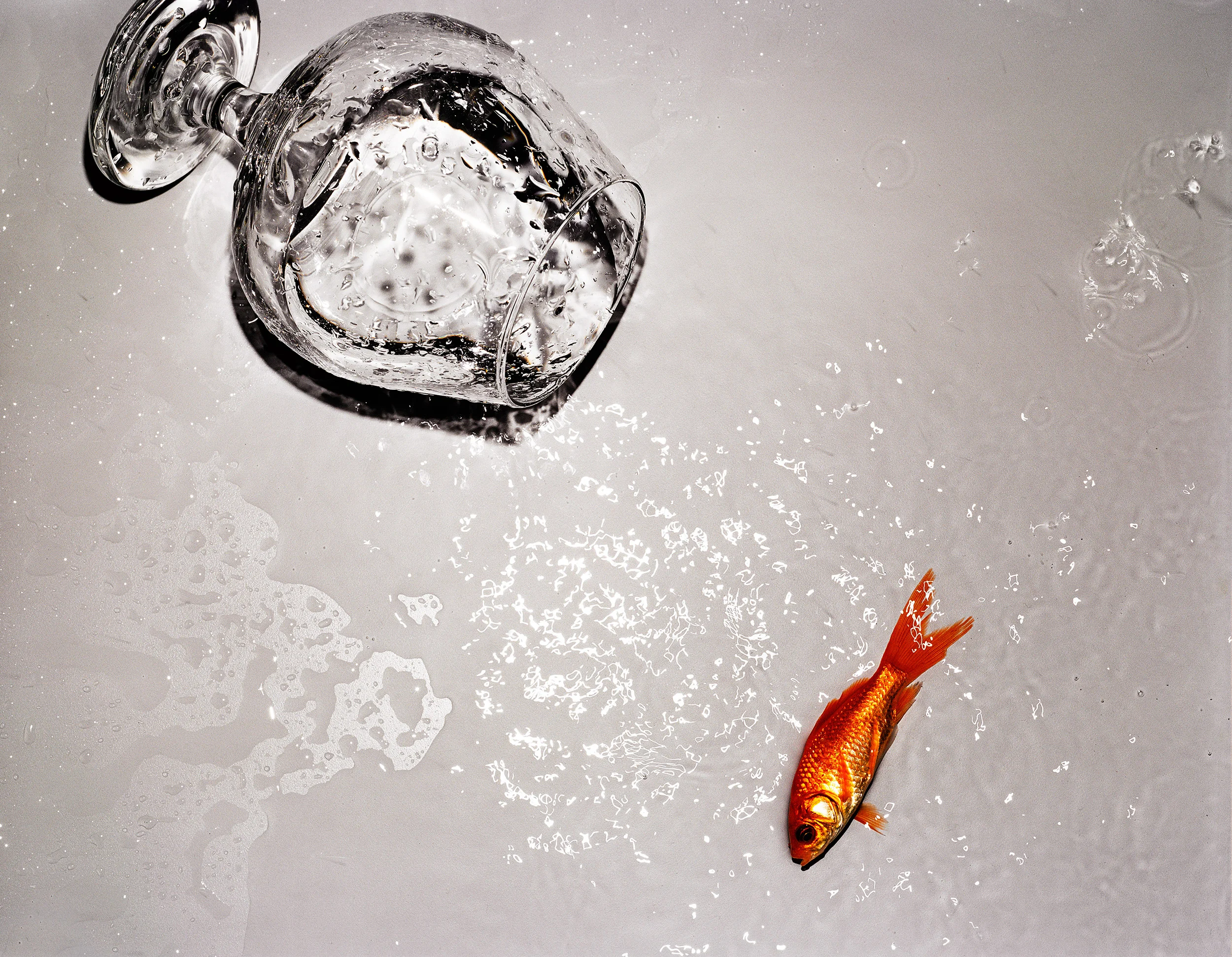 goldfish.jpg