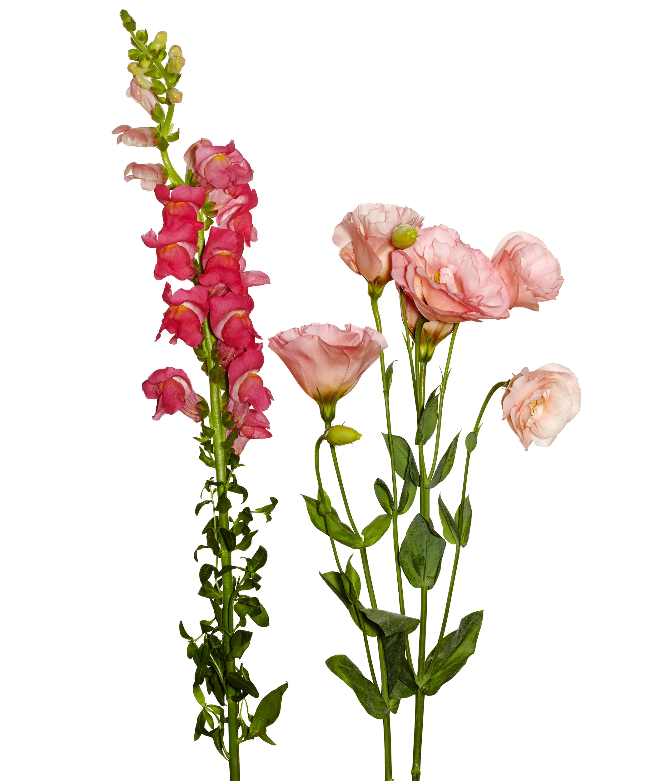 2Flowers_crop_C.jpg