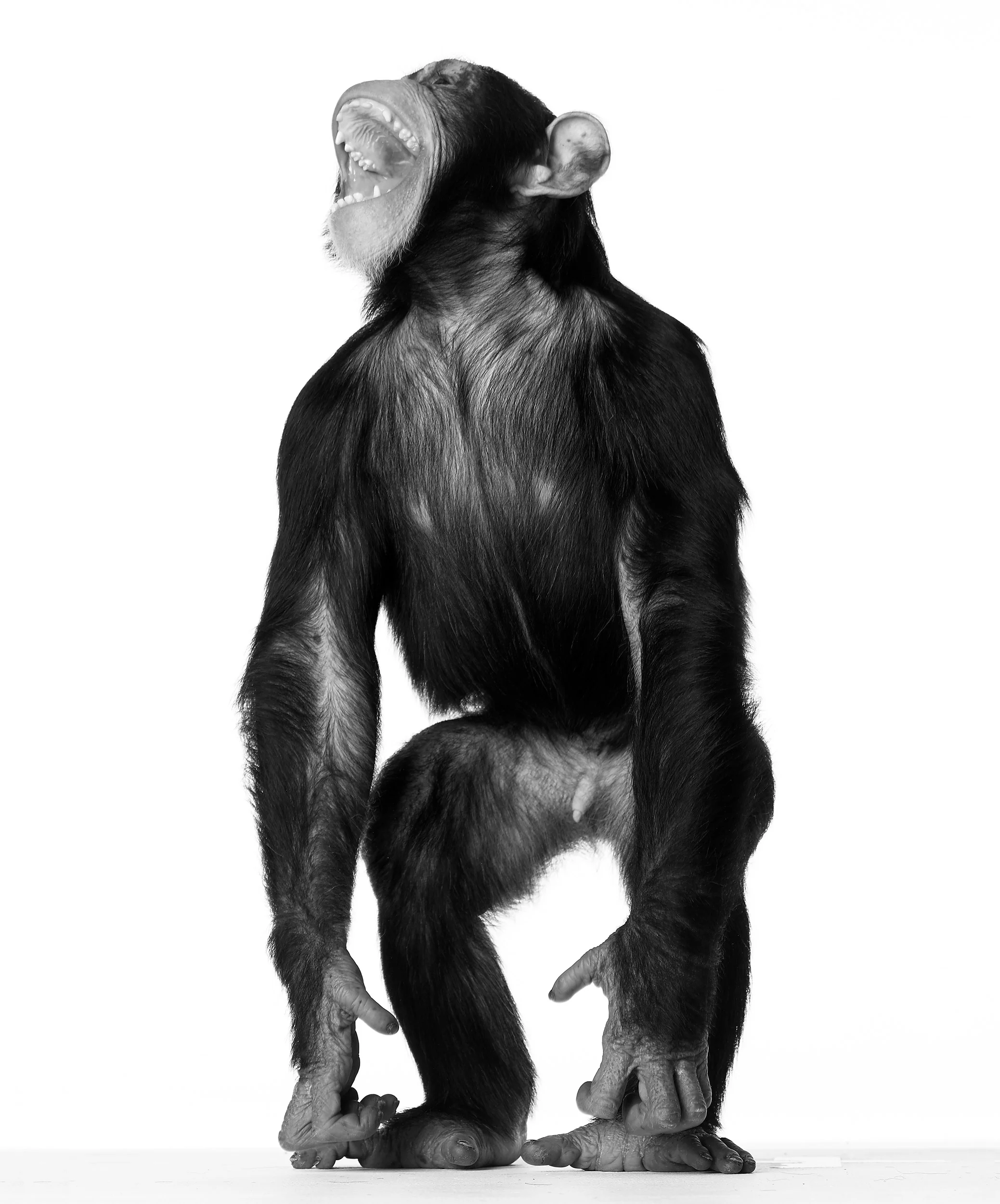Chimpanzee_Shot_12a_040_BW.jpg