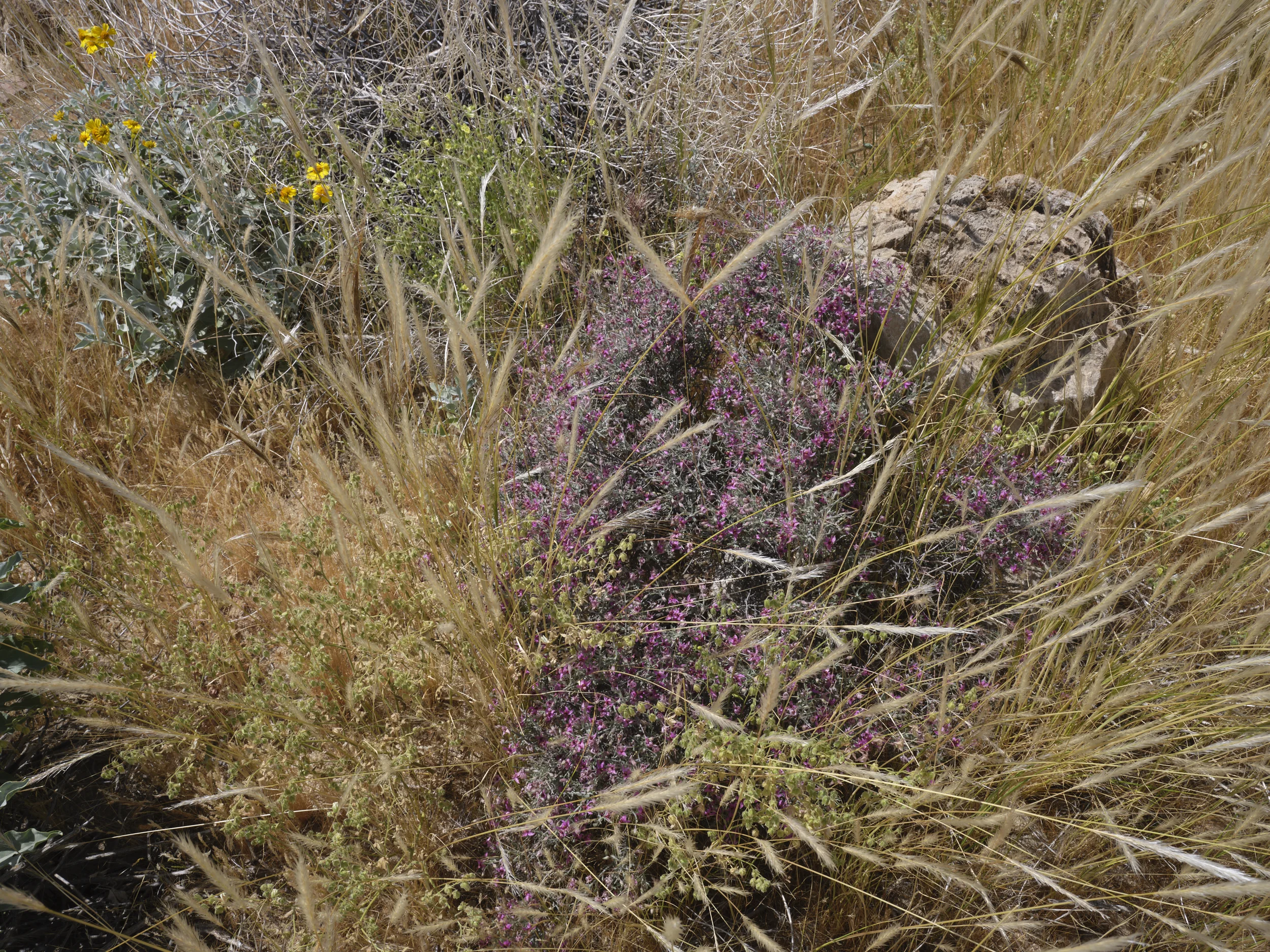 6_Indian_Canyon_No6.jpg