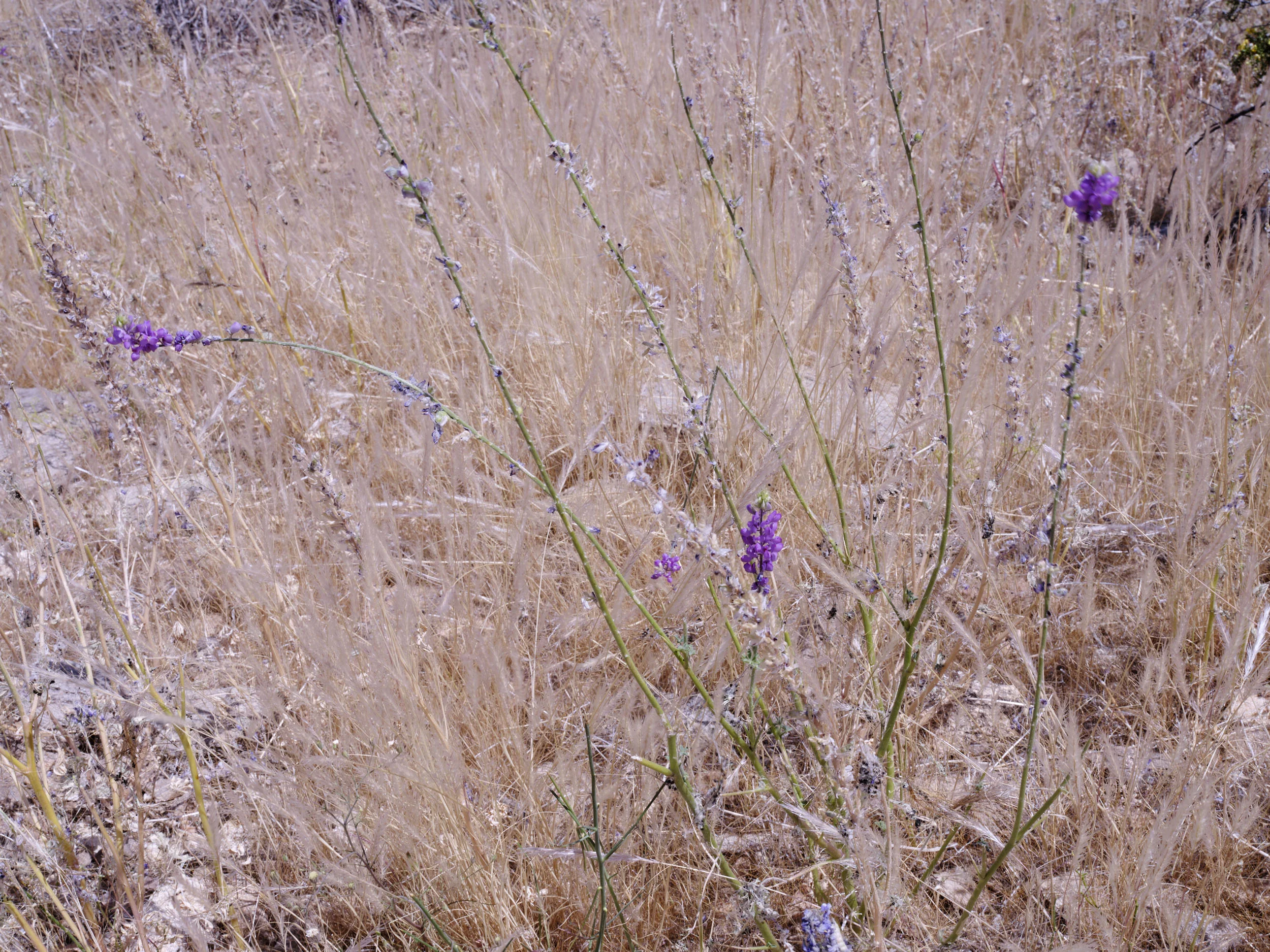 9_Lichen_Trail_No5.jpg
