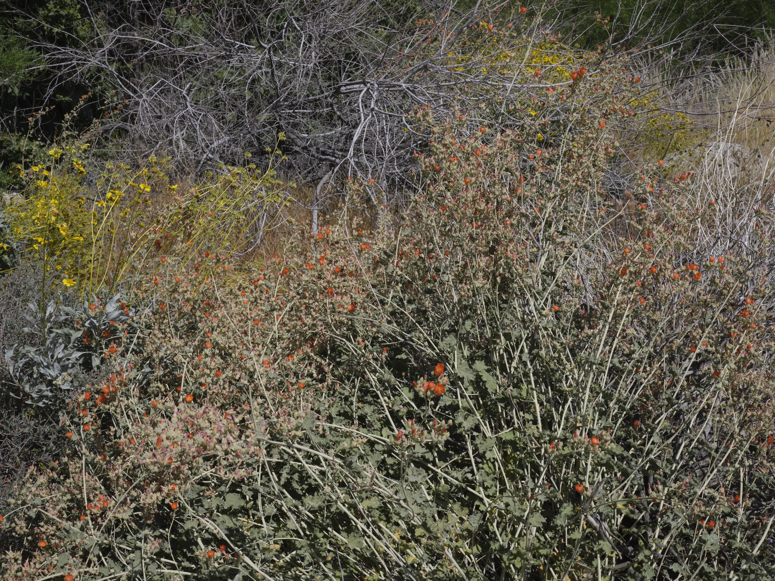 7_Indian_Canyon_No7.jpg