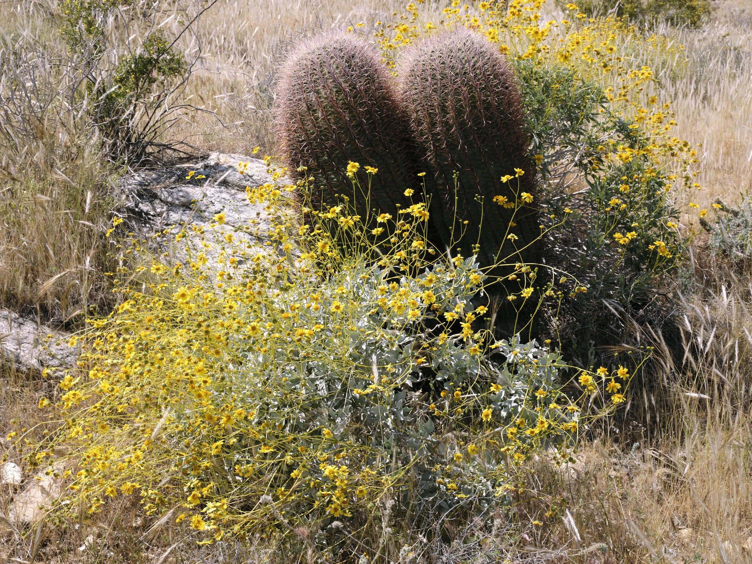 11_Lichen_Trail_No6.jpg