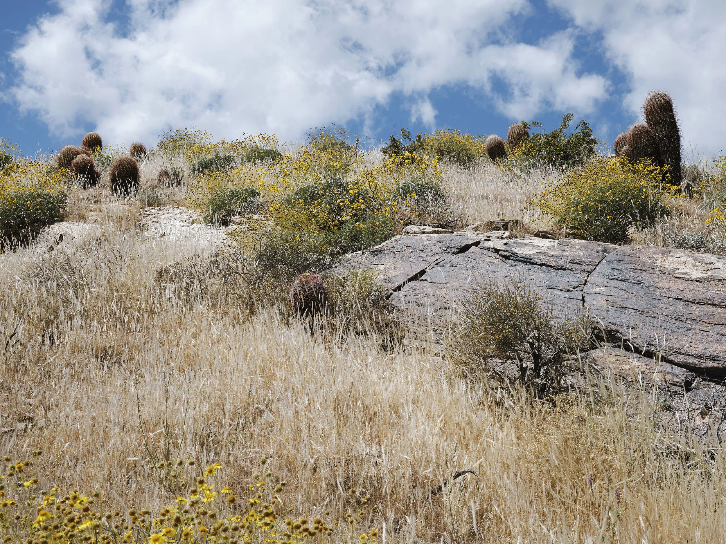 13_Lichen_Trail_No1.jpg